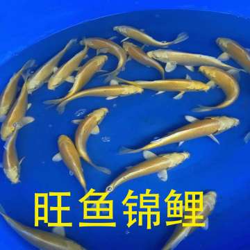 进口日本锦鲤 纯种山吹黄金锦鲤鱼活体 精品风水鱼观赏鱼保证包活